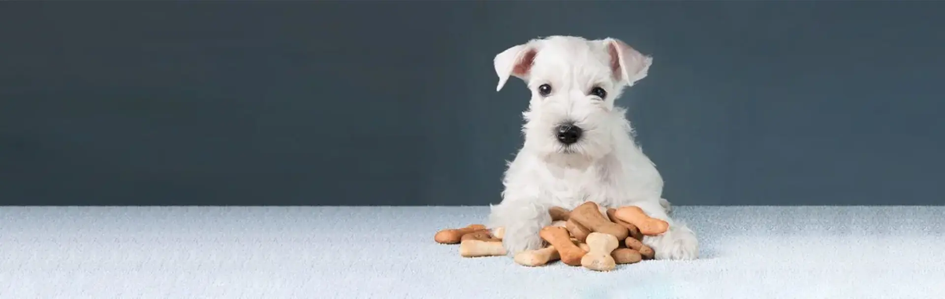 Little schnauzer puppy with dog biscuits bones Nutrition & Weight Management